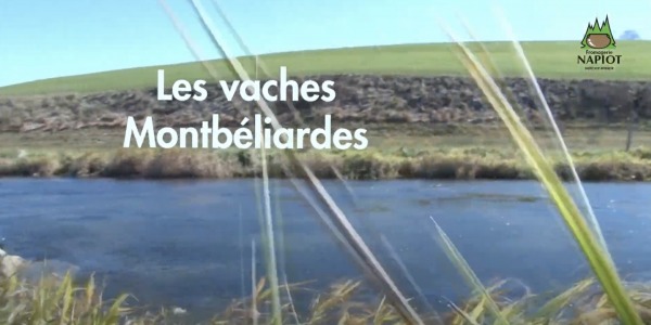 Vidéo : Les vaches Montbéliardes