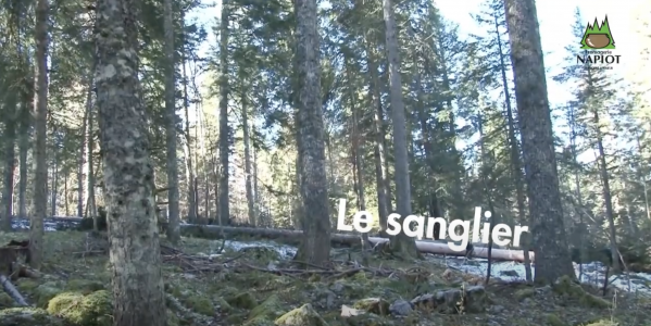 Vidéo : Le Sanglier